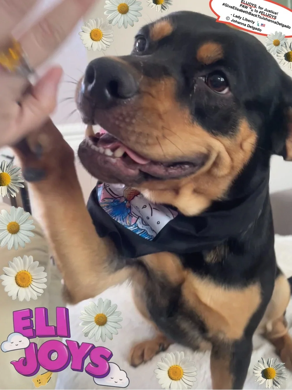 ELIJOYS - Black Dog Bandana with Mermaid Princess ©️JD Accent